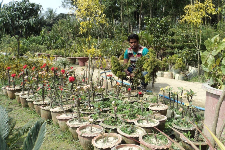 BOGURA: A farmer tending his nursery plants in Gokul village under Sadar upazila of Bogura district.	— FE Photo