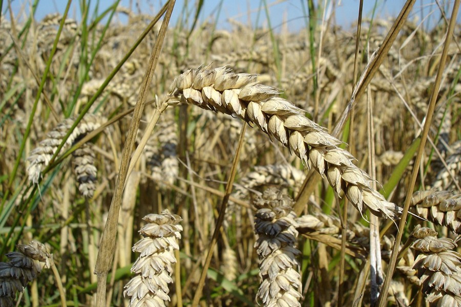 Wheat futures rise for 2nd day