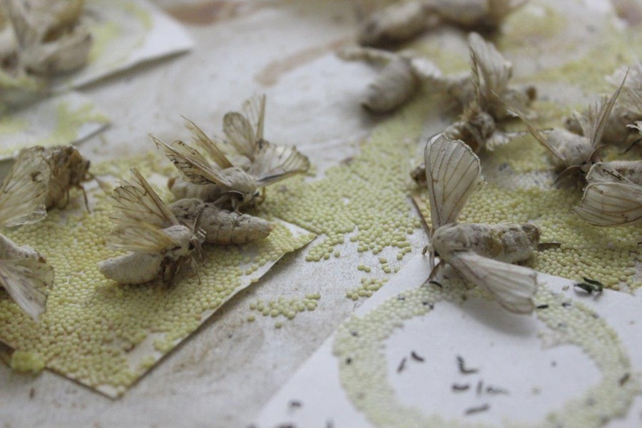 Sericulture gets momentum in Rajshahi