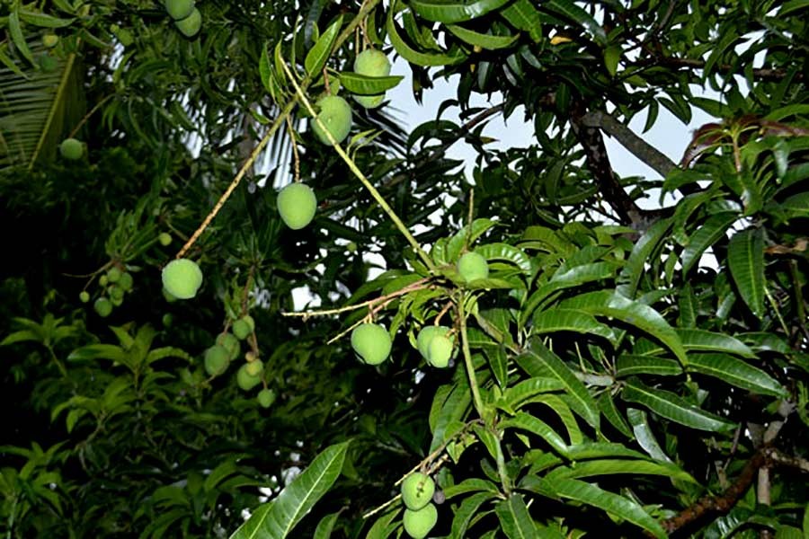 Satkhira mango growers eye increased volume of export