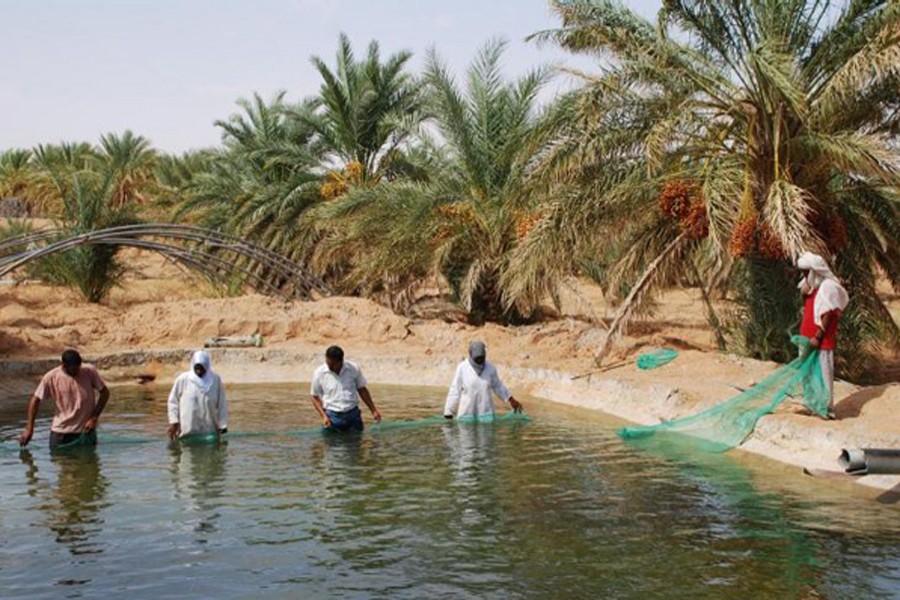 Harvesting Nile tilapia in a small-scale desert fish pond in Ouargla, Algeria. FAO Aquaculture Photo Library