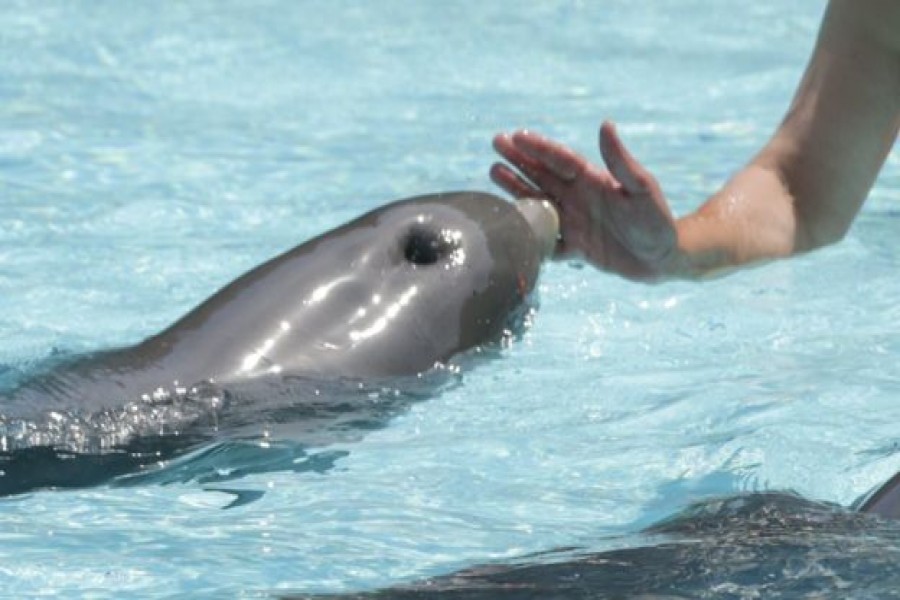 Scientists measure dolphin ‘happiness’