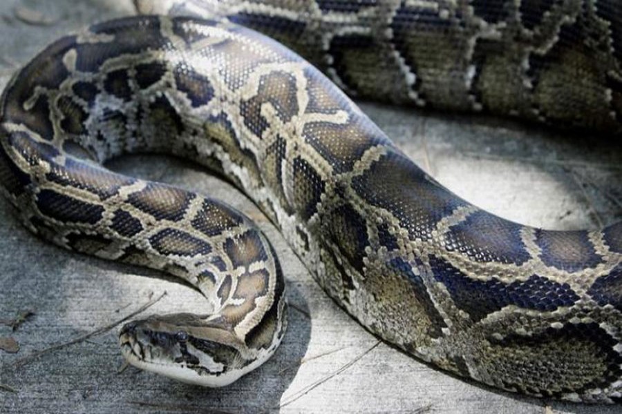 Indonesian woman swallowed by giant python