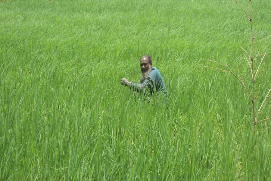 An aged farmer weeding a Parija paddy field in Shadhubari village under Sherpur upazila of Bogura on Saturday  	— FE Photo