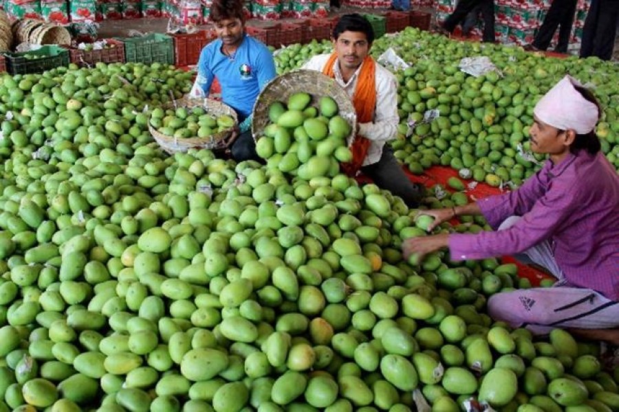 Mango: Bumper harvest dampens price at growers' level   