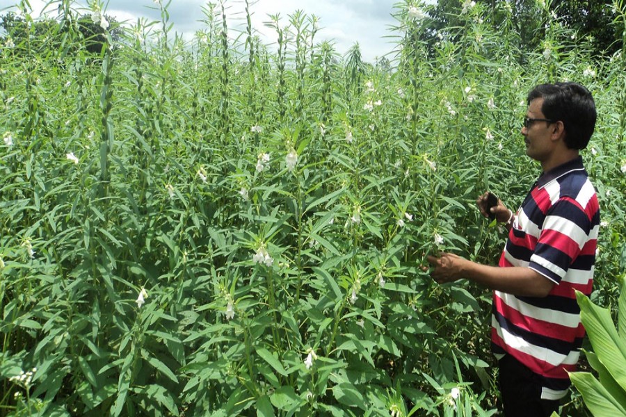 A farmer taking care of a sesame field in Sherpur upazila of Bogura on Wednesday  	— FE Photo