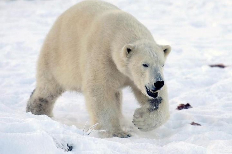 Walker the polar bear walks in snow at the Highland Wildlife Park in Kingussie, Scotland December 7, 2010. Reuters.