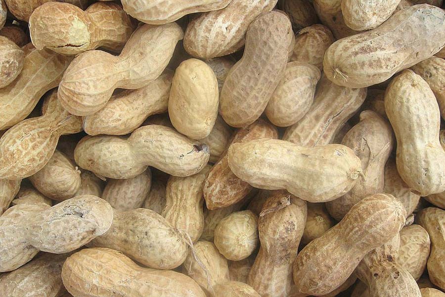 Manikganj char farmers eyeing bumper groundnut yield