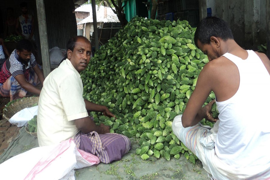 BOGURA: Farmers processing bitter gourd in a happy mood due to its good market price in Sherpur upazila of Bogura	— FE Photo