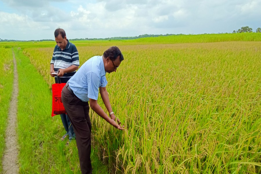 Additional Director, DAE, Faridpur region Kingkor Chandra Das examining an Aus field at Jonashur under Mahespur Union of Kasiani Upazila of the district — FE Photo