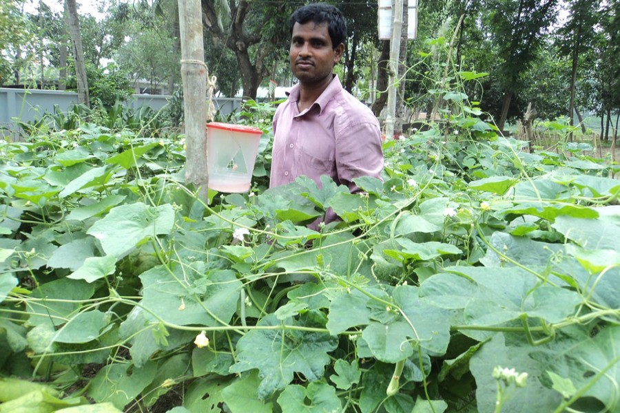 BOGURA: A farmer setting up a pheromone trap at his cropland to protect his vegetables from the attack of pests in Dupchanchia upazila of Bogura district 	— FE Photo