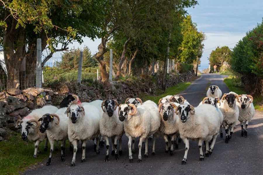 Internet photo of a herd of sheep used for representation