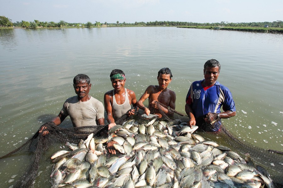 Bangladesh tops as third fish producing country: FAO