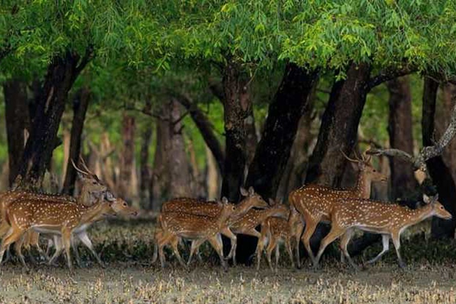 Deer poaching in Sundarbans on rise