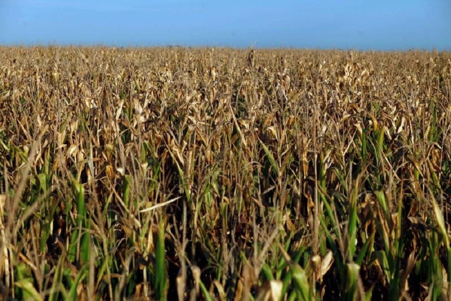 A corn field is seen in a drought-affected farm near Chivilcoy, Argentina February 28, 2018. Reuters/Files