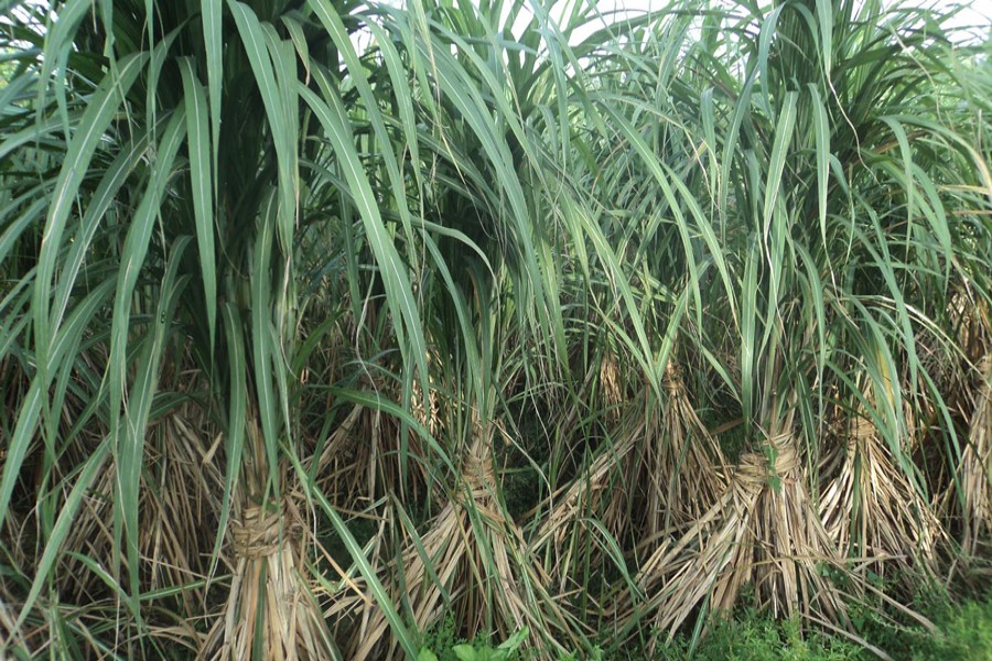 A partial view of a sugarcane field in Bogura  	— FE Photo