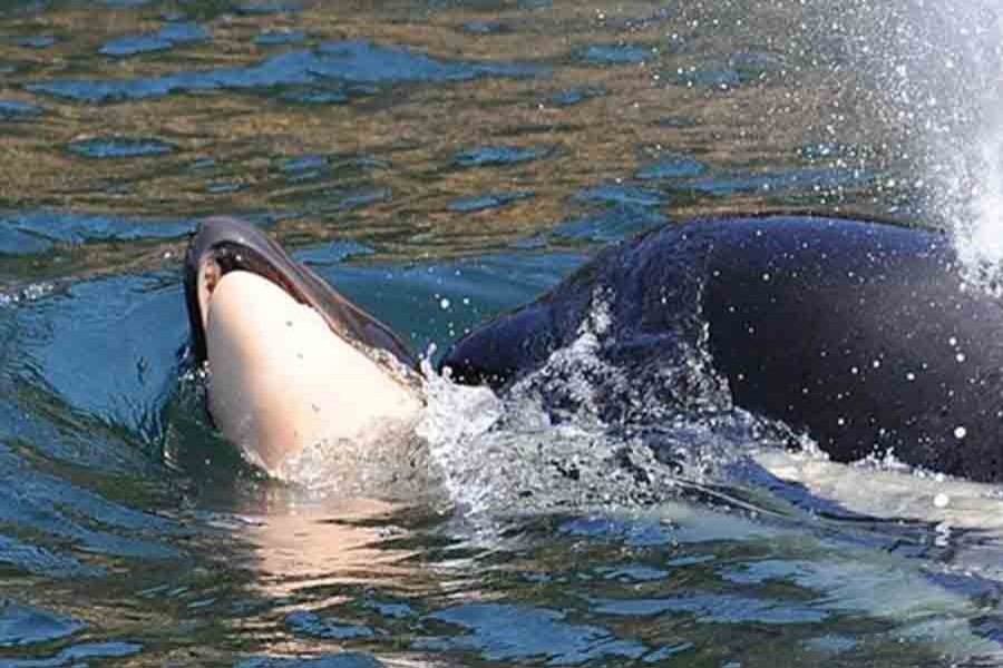 Whale J35 seen supporting dead calf. Photo: Center For Whale Research