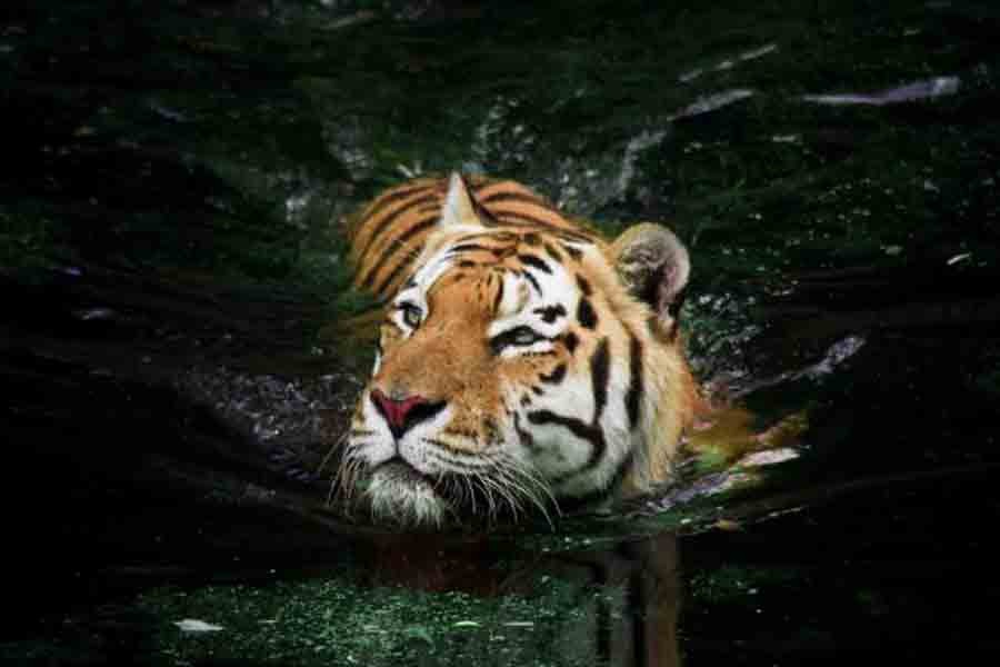 A tiger swimming at the Copenhagen Zoo. Internet photo