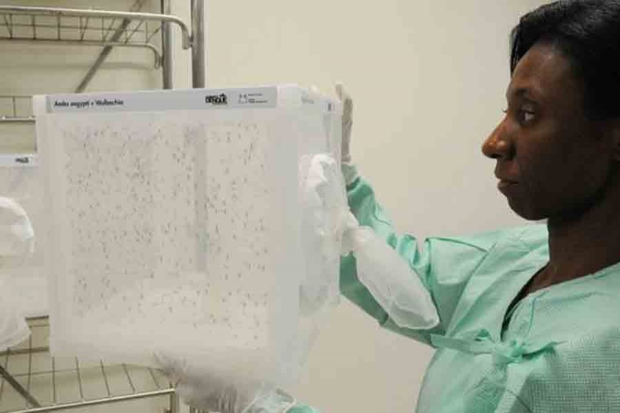 Aedes aegypti mosquitoes carrying Wolbachia are reared in the Fiocruz laboratory in Rio de Janeiro. Photo: Fiocruz