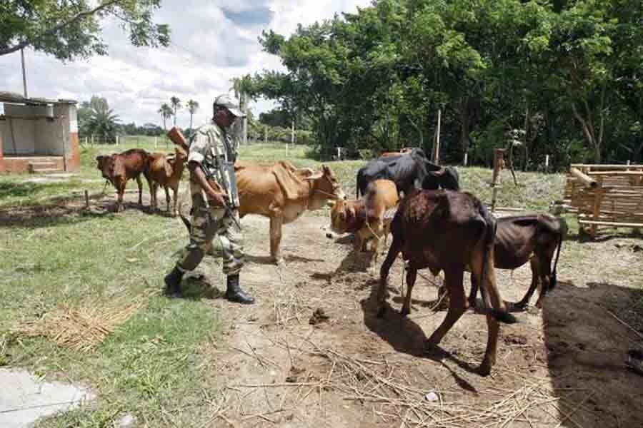 BGB, BSF collaborate to curb cattle influx ahead of Eid