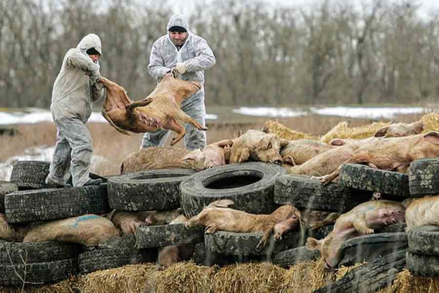 Pig farms in Russia and elsewhere have culled entire herds to prevent the spread of African swine fever. Reuters photo