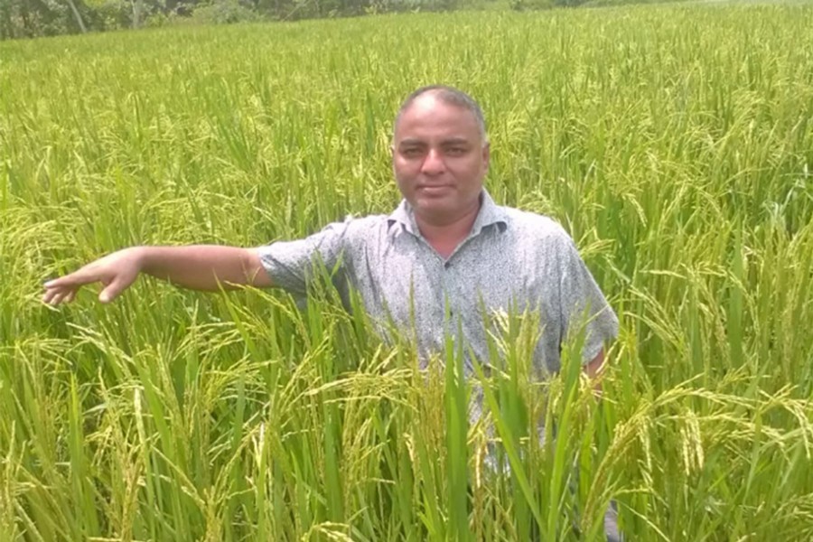 A farmer at his ripe Aus field in Sylhet — FE Photo