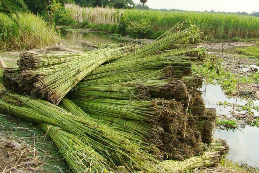 Newly-harvested jute starts appearing in  Tangail market