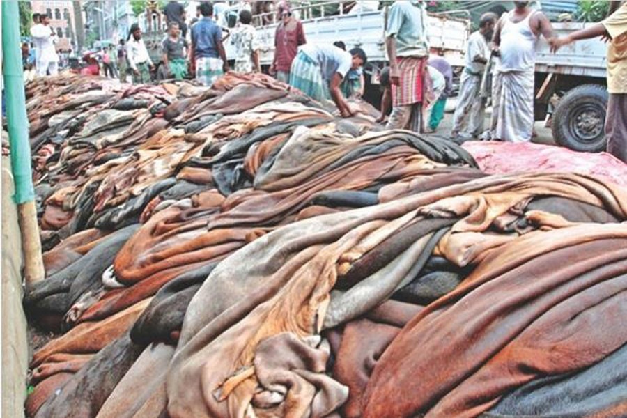 Rawhide prices suddenly  drop in Rajshahi