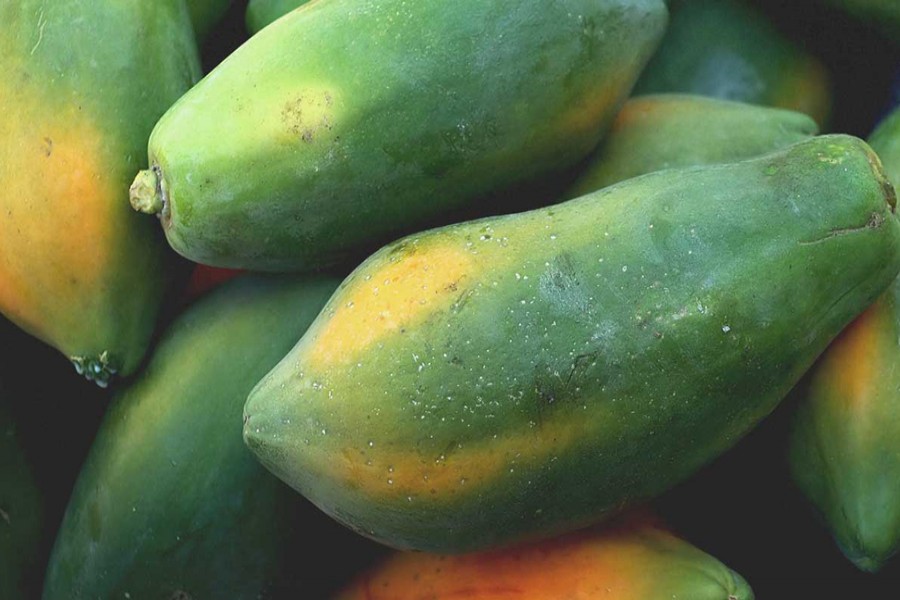 Papaya cultivation gaining popularity in Magura