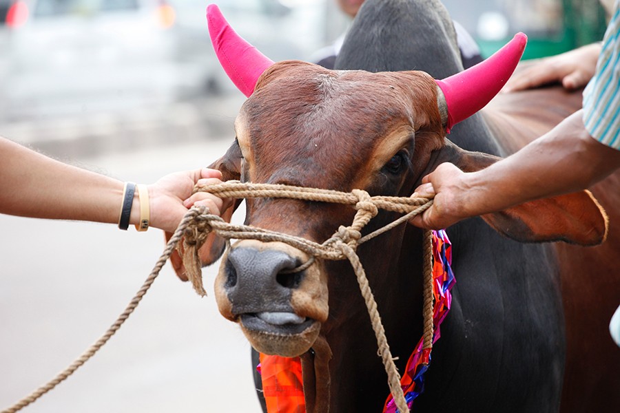 Commercial cow farming gearing up for Eid festival