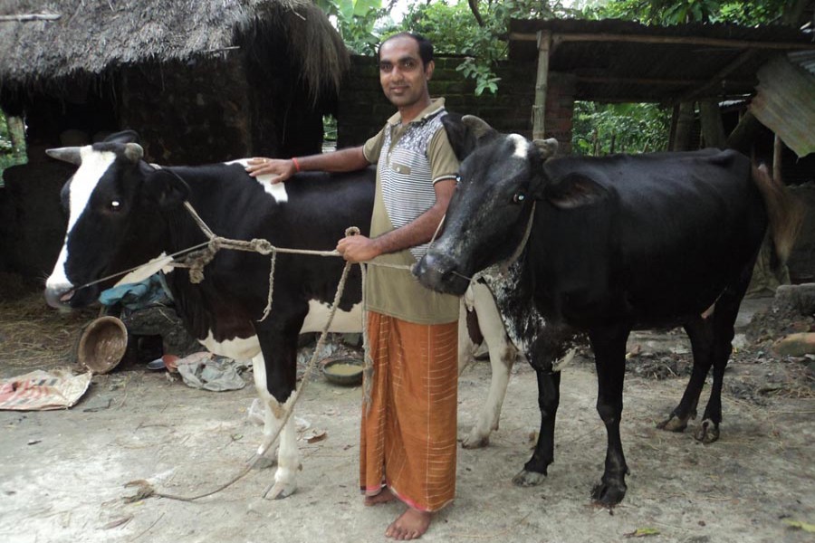 A farmer taking care of his cattle head in Paul Para village under Dupchanchia municipal area of Bogura on Saturday  	— FE Photo