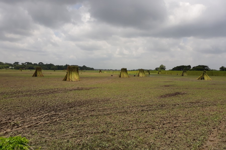 Farmers piling up newly-harvested jute plants under the open sky in Jalalabad union under Gopalganj Sadar on Sunday   	— FE Photo