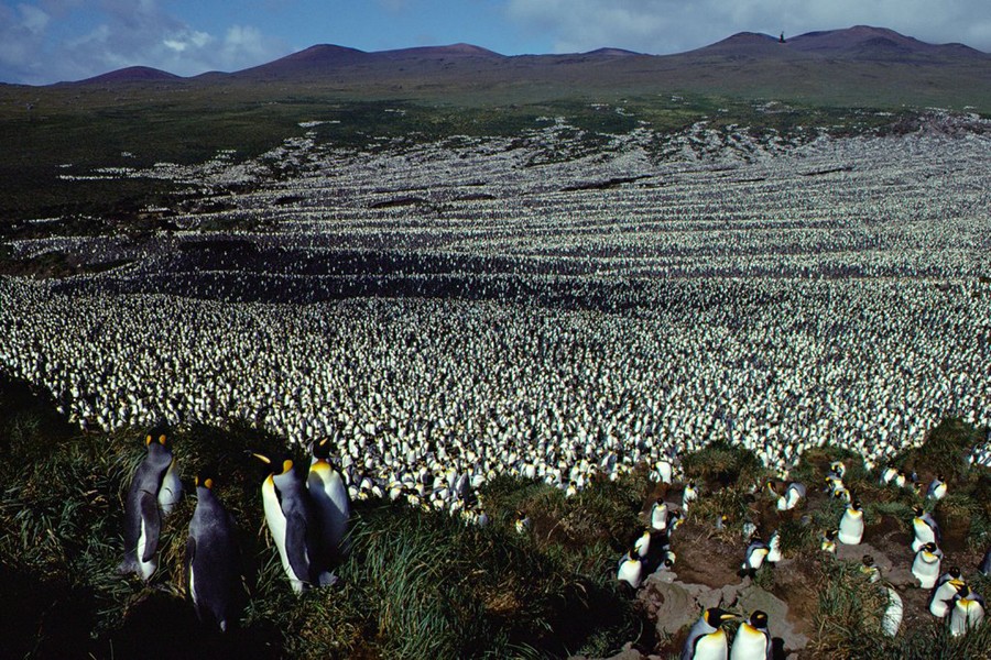 Largest king Penguin colony in World drops by 90pc