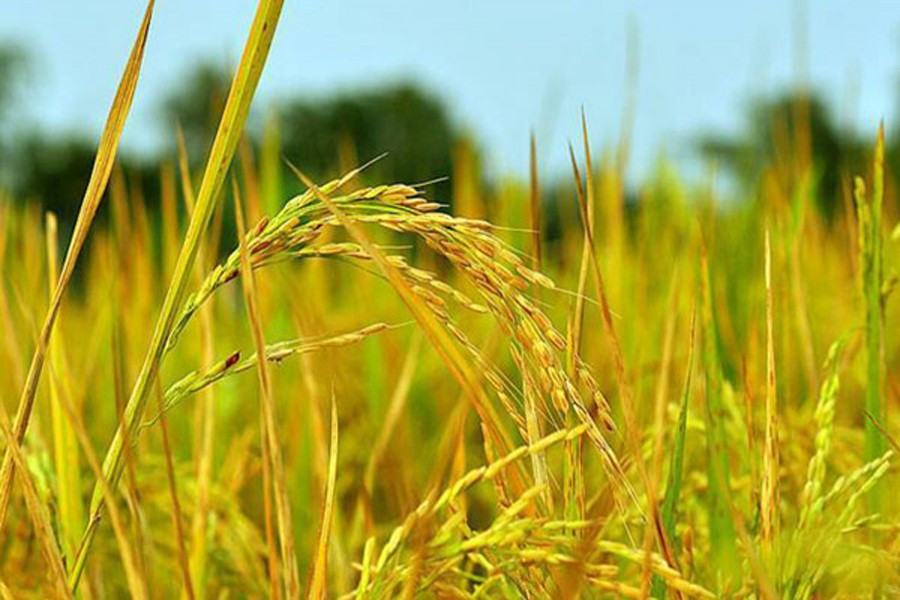 High Aush paddy yield makes Barind farmers delighted