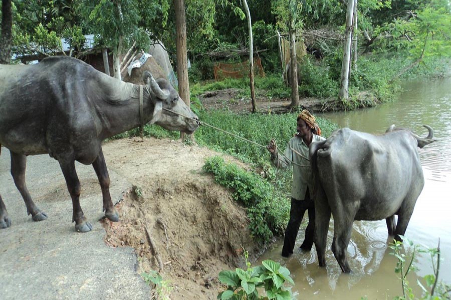 A rearer taking his buffaloes to a waterbody to give them a bath in Nandigram upazila of Bogura on Wednesday    	— FE Photo