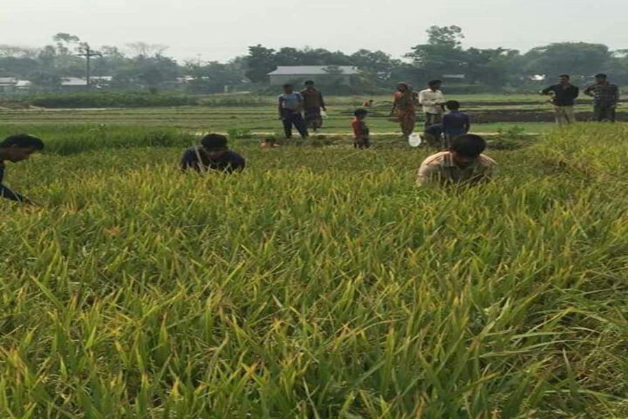 Farmers weeding a T-Aman plot in Golapganj upazila of Sylhet on Wednesday  		 	— FE Photo