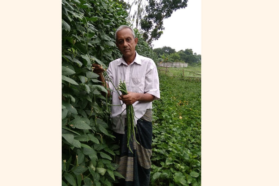 A farmer harvesting snake bean from his field at Khatra of Borashi union under Gopalganj Sadar on Thursday  	— FE Photo