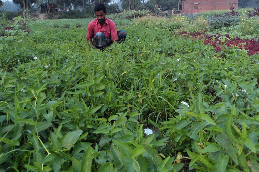 A farmer weeding his water spinach land in Akkelpur upazila of Joypurhat on Monday     	— FE Photo