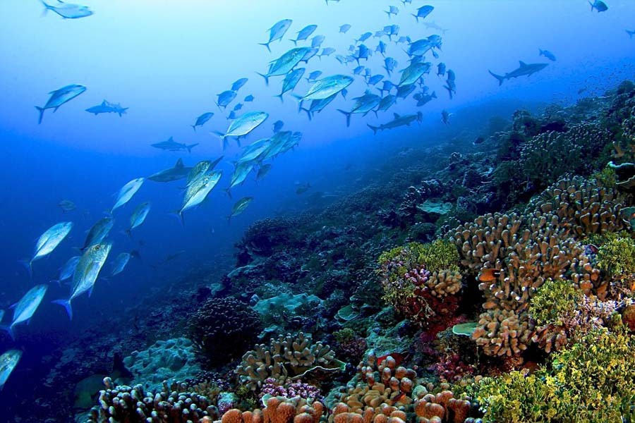 Bangladesh puts focus on marine biodiversity