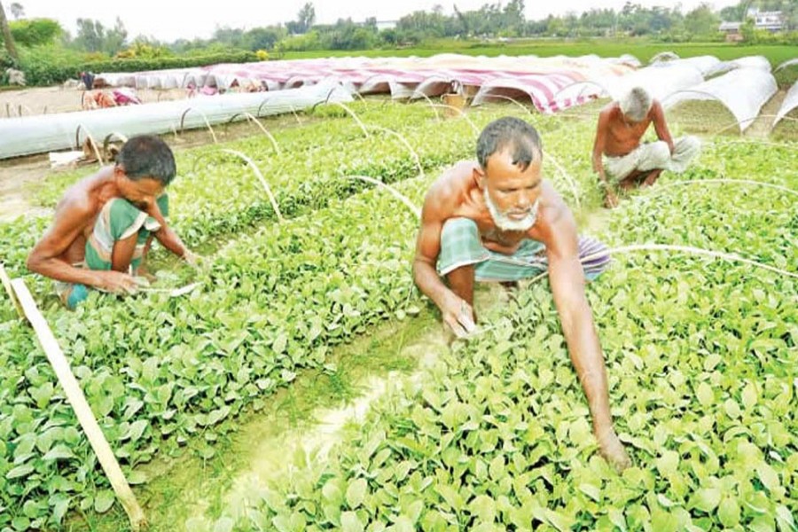 Farmers taking care of cauliflower saplings in a field of Bogura on Sunday  	— FE Photo