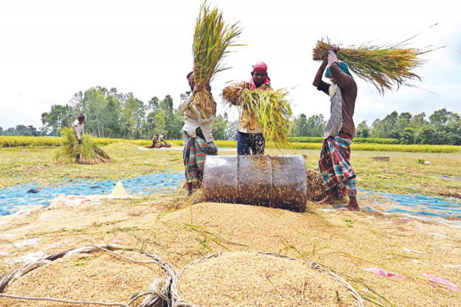 A group of labourers threshing newly-harvested Upshi Aus paddy in Sonakani area under Sonatala upazila of Bogura on Thursday   	— FE Photo