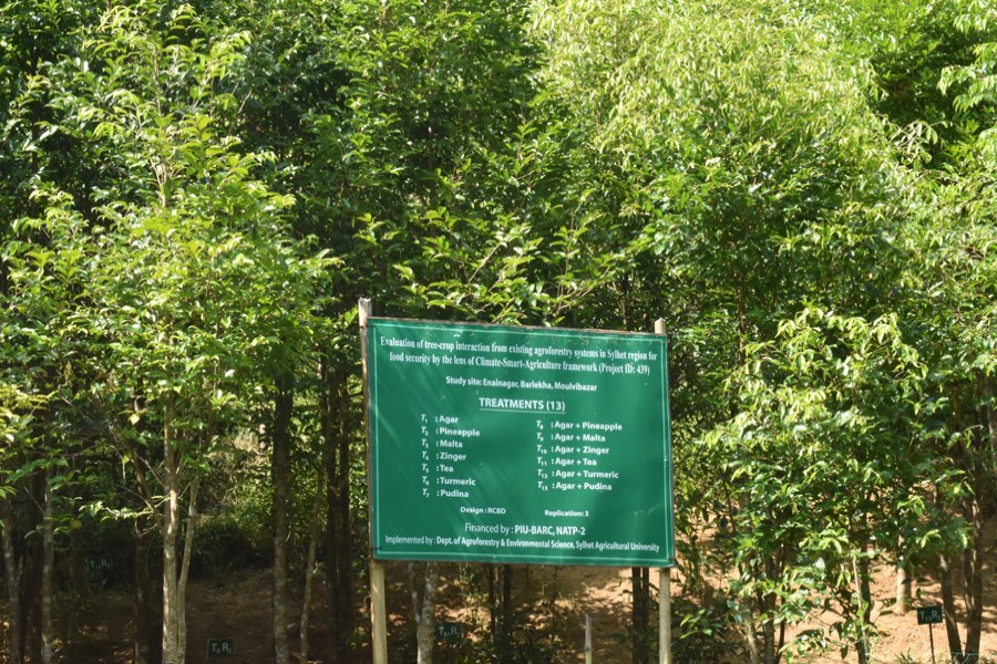 A demonstration plot of Agar farming in Barlekha of Moulvibazar district 	— FE Photo