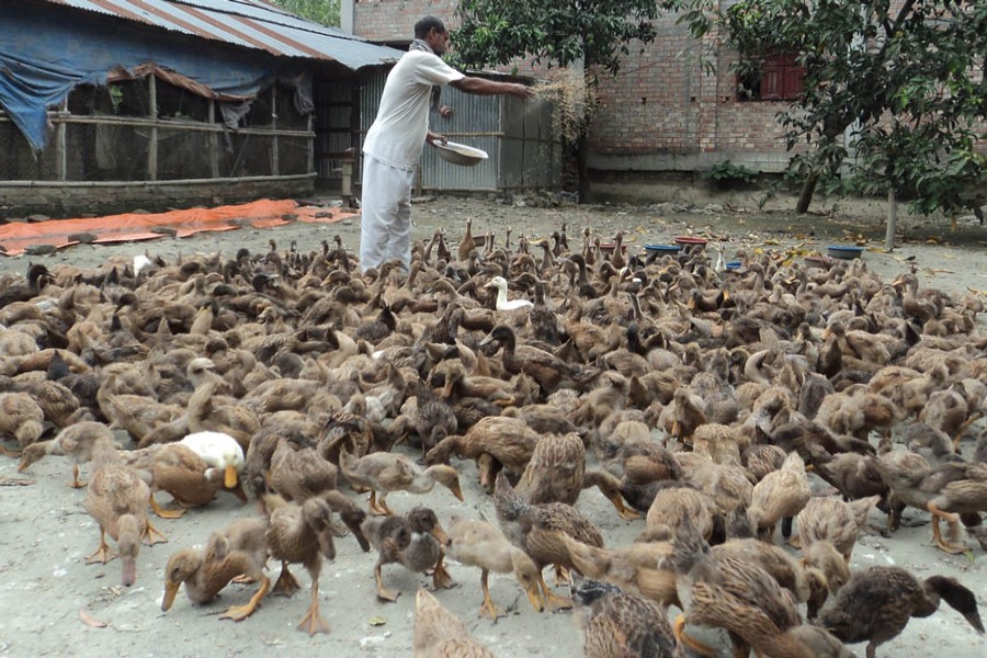 A rearer feeding his ducks at his farm in Akkelpur upazila of Joypurhat on Monday  	— FE Photo