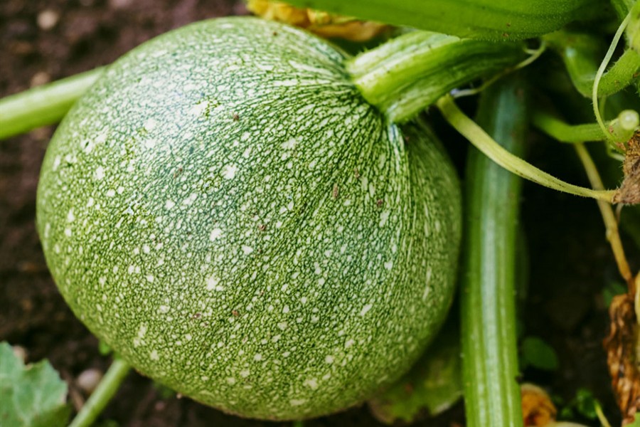 Pumpkin cultivation changes financial condition of farmers