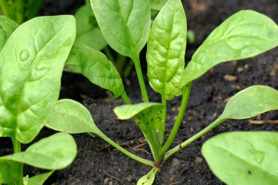 Faridpur farmers make good profit by growing spinach in summer