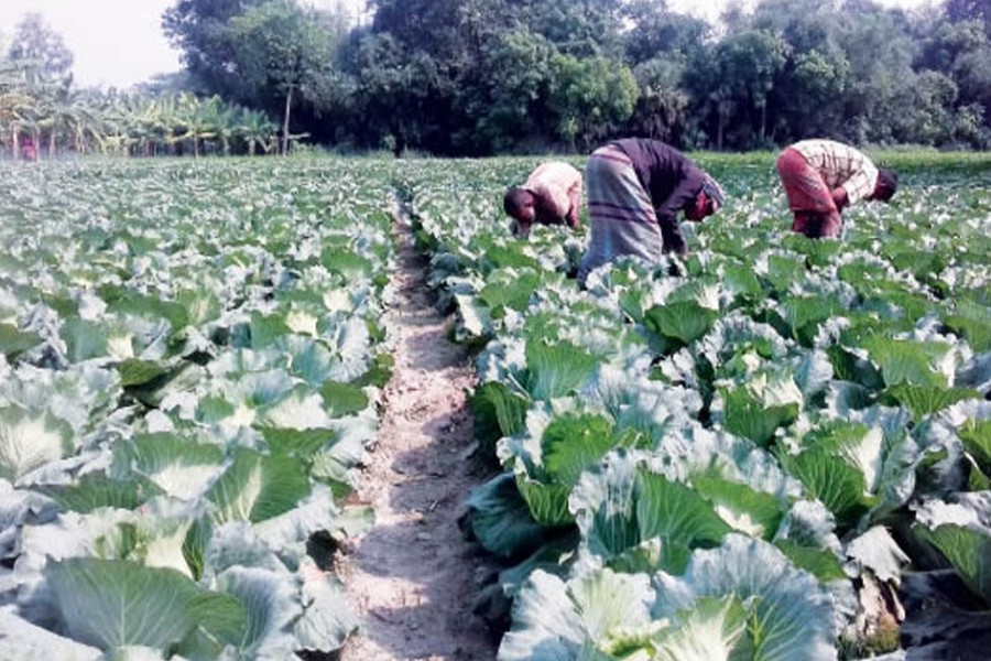 Farmers harvesting early-winter cabbage in a field under Shibganj upazila in Bogura on Tuesday for sale in the market 	— FE Photo