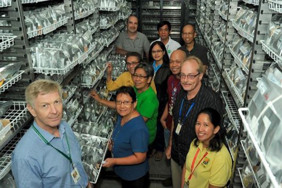 The IRRI gene bank holds wild species of rice from around the world. Photo: IRRI