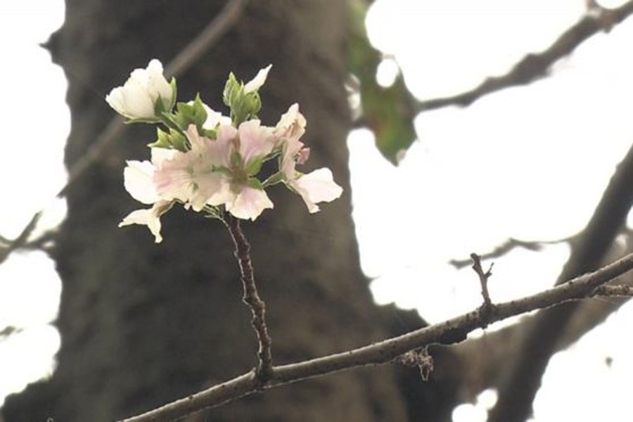 Cherry blossoms have been spotted in parts of Tokyo this autumn. Photo: NHK