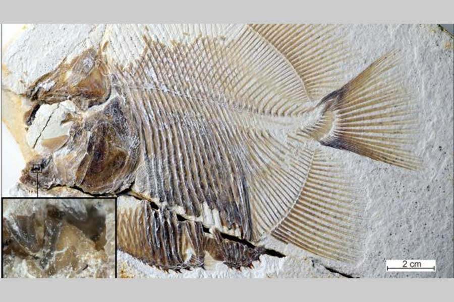 Scientists discover fossil of earliest piranha