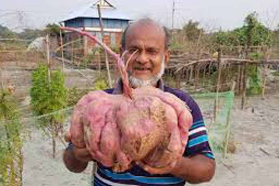 Munshiganj farmer grows world's 'biggest' potato. Photo: Collected